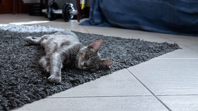 Freshly Cleaned Carpet Safe For Battersea Pets